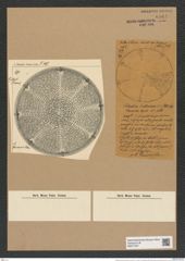 Aulacodiscus grunowii Cleve (de-Toni-Nr.: Genus 182, Species 4555) Zeichnungen Sammlung Grunow Nr. 8161 (NHMW-BOT-W0377527)